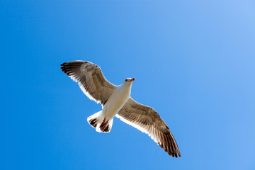 sea gull