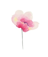 Watercolor flower. Poppy - 325534823