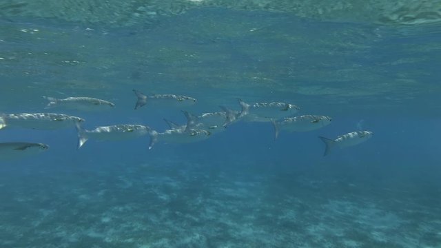 Close up of school of Mullet swims under surface on the blue water backbround. Striped Mullet (Mugil cephalus)