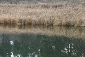 gray dry grass and reeds on the shore of a pond in the water on an autumn day