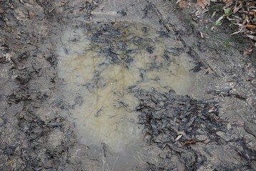 brown dirty water in one big puddle on a gray road in the street
