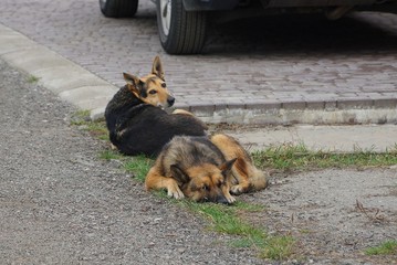 two big brown dogs lies on a gray road and in green grass on the street