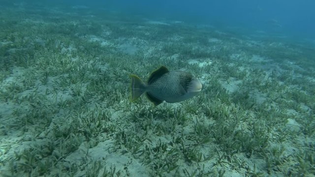 Triggerfish slowly swim above seabed covered with green seagrass. Yellowmargin Triggerfish (Pseudobalistes flavimarginatus) 