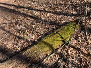 Fallen tree in PA state park