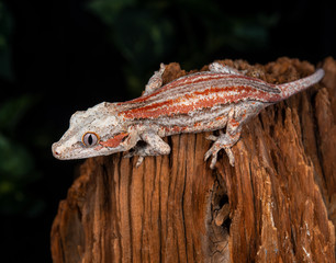 Gargoyle Gecko