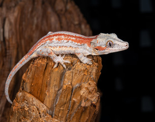 Gargoyle Gecko