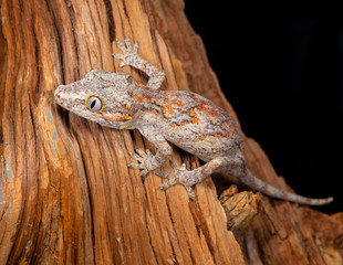 Gargoyle Gecko