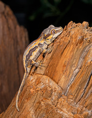Fototapeta premium Gargoyle Gecko
