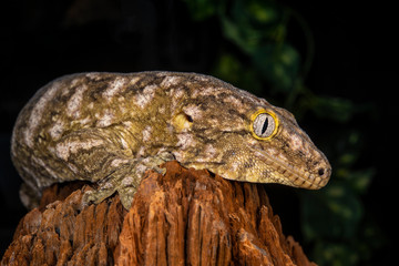 Rhacodactylus leachianus