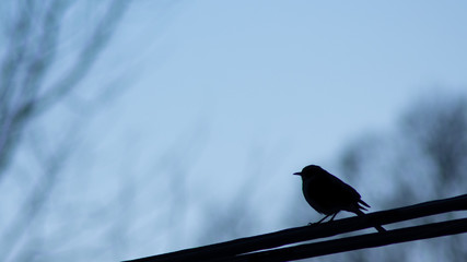 A Silhouette of a Bird on a Wire