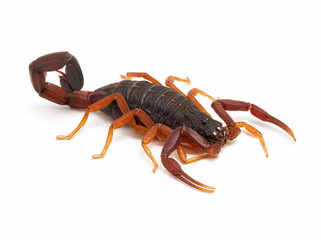Subadult Florida bark scorpion, Centruroides gracilis cECP