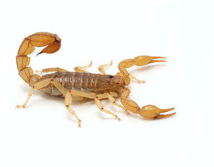 Stripe tailed scorpion, Paravaejovis spinigerus, isolated on white, side view cECP 2020