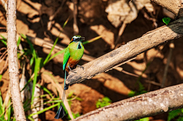 Turquoise-browed Motmot Eumomota superciliosa Costa Rica 