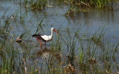Elegant European stork wading through water and plants and searching for food.  