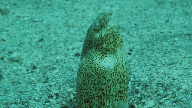 Snake Eel on a sandy bottom in the surf zone during a storm. Portrait of Marbled Snake Eel (Callechelys marmorata) stuck her head out of the sand