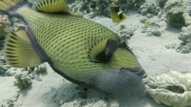Titan Triggerfish (Balistoides viridescens) on cleaning station cleans the Cleanerfish. Life of the tropical coral garden. Colored fishes on the tropical colorful seascape