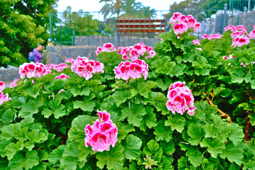 Joyful flowerbed of pink flowers of pelargonia geranium in a city park.