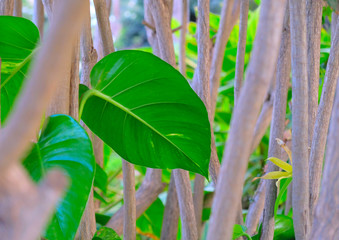 Single large green philodendron leaf in dense tropical wood with hanging lianas in foreground and...