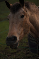 Obraz premium Tan Horse 3