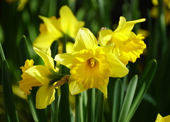 Yellow Trumpet Daffodil 'Early Sensation' flowers at full bloom