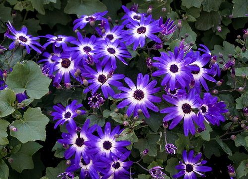 Beautiful purple and white pericallis tropical flowers