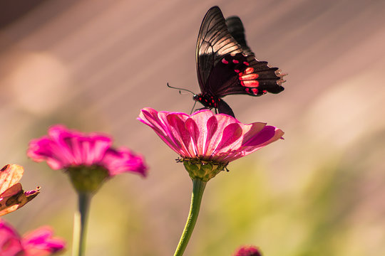 Borboleta Parides burchellanus