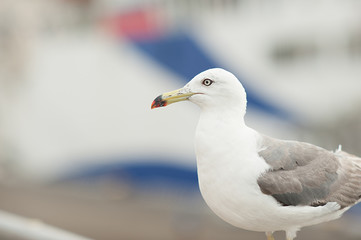 Seagull near the sea and ship in the natural environment. Close-up portrait of a sea bird. A white grey feathered bird with a yellow beak in the open air.