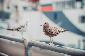 Seagulls near the sea and ship in the natural environment. Competition between gulls for food. Brown gray feathered bird with a yellow beak close-up in the open air.