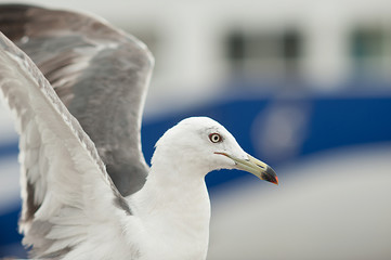 Seagull near the sea and ship in the natural environment. Close-up portrait of a sea bird. A white grey feathered bird with a yellow beak spread its wings in the open air.