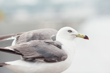Seagull near the sea and ship in the natural environment. Close-up portrait of a sea bird. A white grey feathered bird with a yellow beak in the open air.