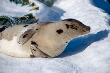 An adult harp seal stretches out on a white blanket of snow.There's a crab pot of trap in the background covered in snow.The grey seal has a light grey coat with dark spots, long flippers and whiskers