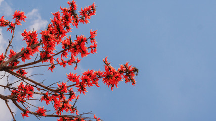 natural flowers background of bastard teak flowers