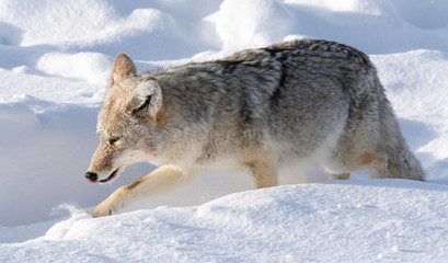 Naklejka premium Coyote (Canis latrans) Yellowstone National Park, USA