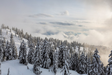 Canadian Nature Landscape covered in fresh white Snow during winter. Taken in Seymour Mountain,...