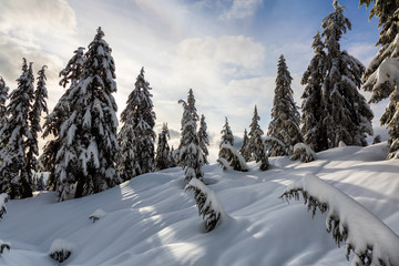 Canadian Nature Landscape covered in fresh white Snow during winter. Taken in Seymour Mountain, North Vancouver, British Columbia, Canada.