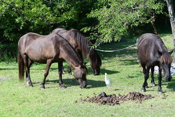 wild horses