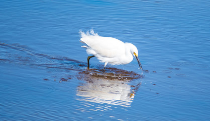 Shorebirds by the Sea