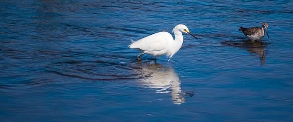 Shorebirds by the Sea