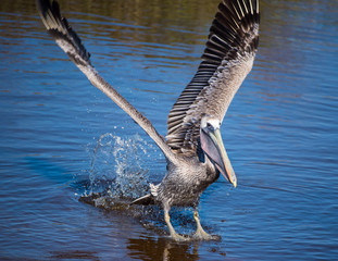 Shorebirds by the Sea