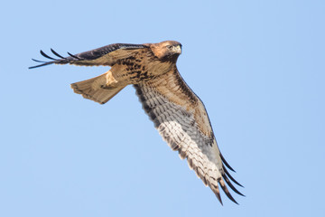 Fearsome Looking Red-Tailed Hawk Hunts in a Pale Blue Sky