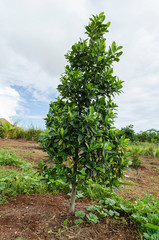 Fototapeta na wymiar Jackfruit Tree