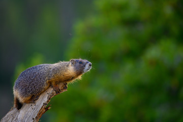 Naklejka na ściany i meble Curious Marmot Sniffs over edge of branch