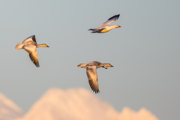Trio of Snow Geese Landing Backdropped by Snowcapped Mountains in Evening Light