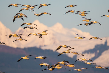 Flock of Snow Geese Landing Backdropped by Snowcapped Mountains in Evening Light