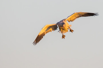 Juvenile Snow Goose Banks Towards Landing in Evening Light