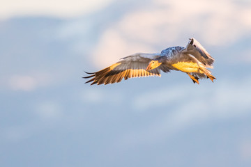 Juvenile Snow Goose Concentrates on Landing in Evening Light