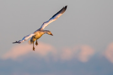 Juvenile Snow Goose Landing Backdropped by Snowcapped Mountains in Evening Light