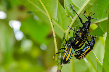 Citrus Root Weevils On Jackfruit Tree Leaves