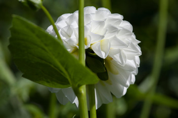 Dahlia blanca