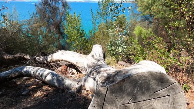 view of the natural landscape along the Boronia Beach walking track
